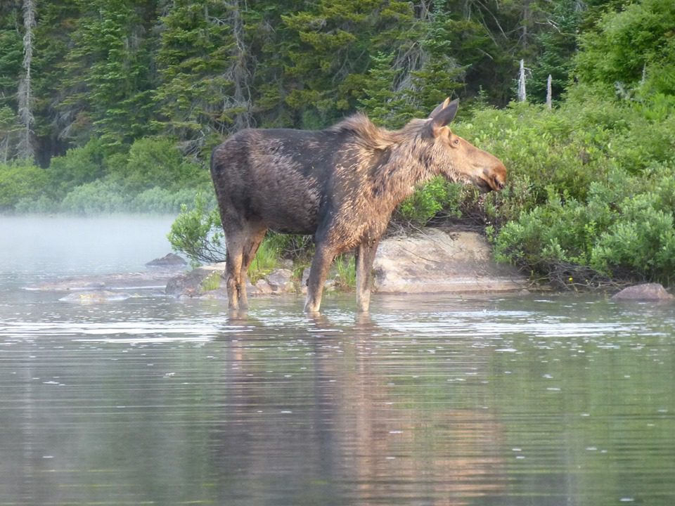 orignal parc national de la mauricie - Robert