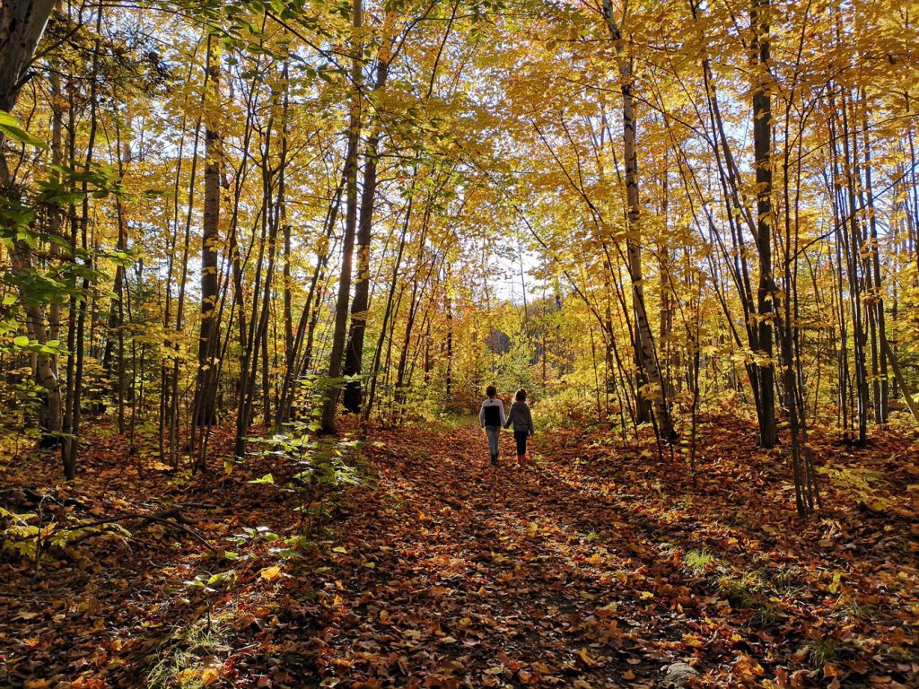 nature forêt automne - Phil